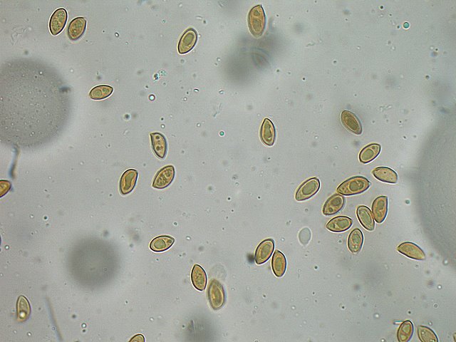 Galerina spec. Cod.: DSCN 9473